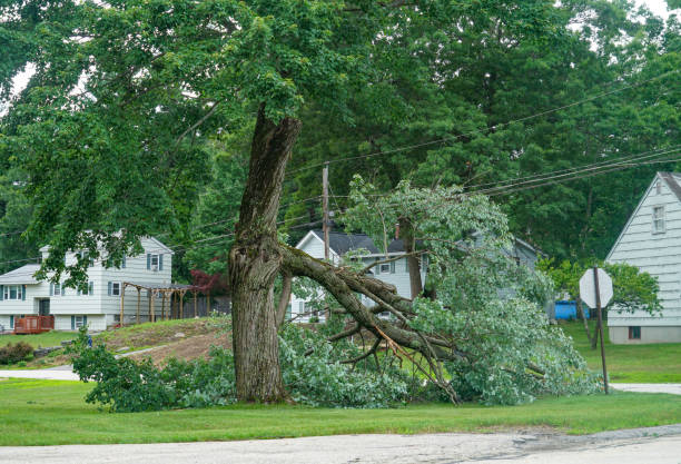 How Our Tree Care Process Works  in  Miamitown, OH